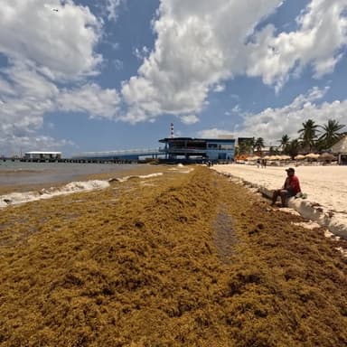 ImagenSargazo en Quintana Roo puede incrementar hasta un 40% 