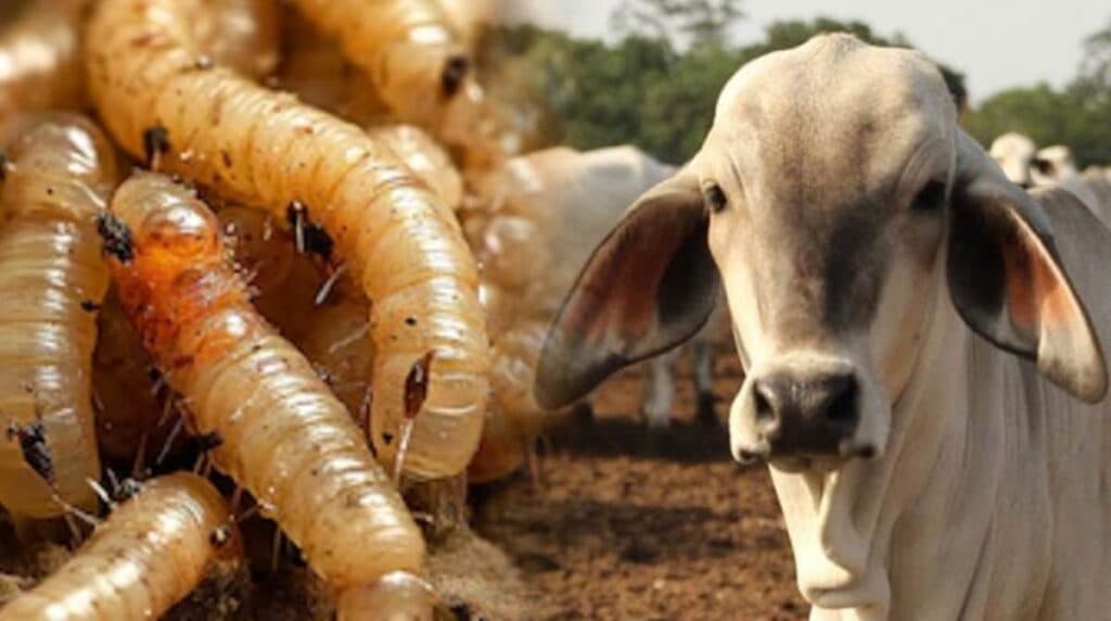 Exige Congreso campechano atender  gusano barrenador