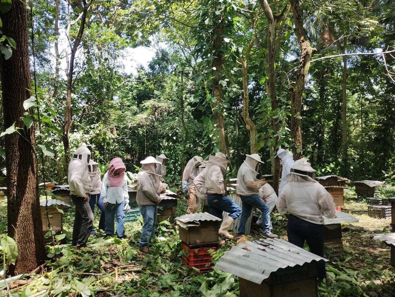 Apicultores de Tapachula reciben capacitación para mejorar producción 