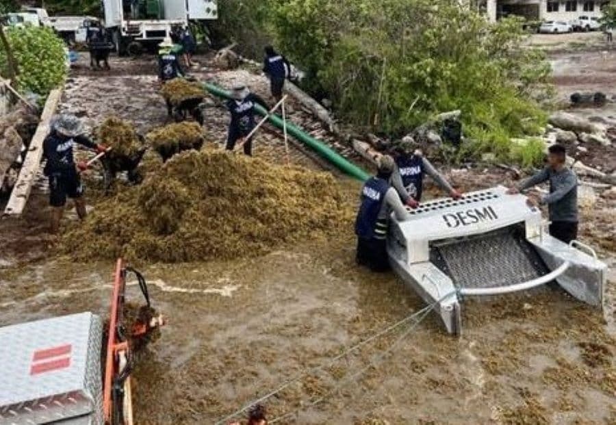 Prevén año critico de sargazo en el caribe 