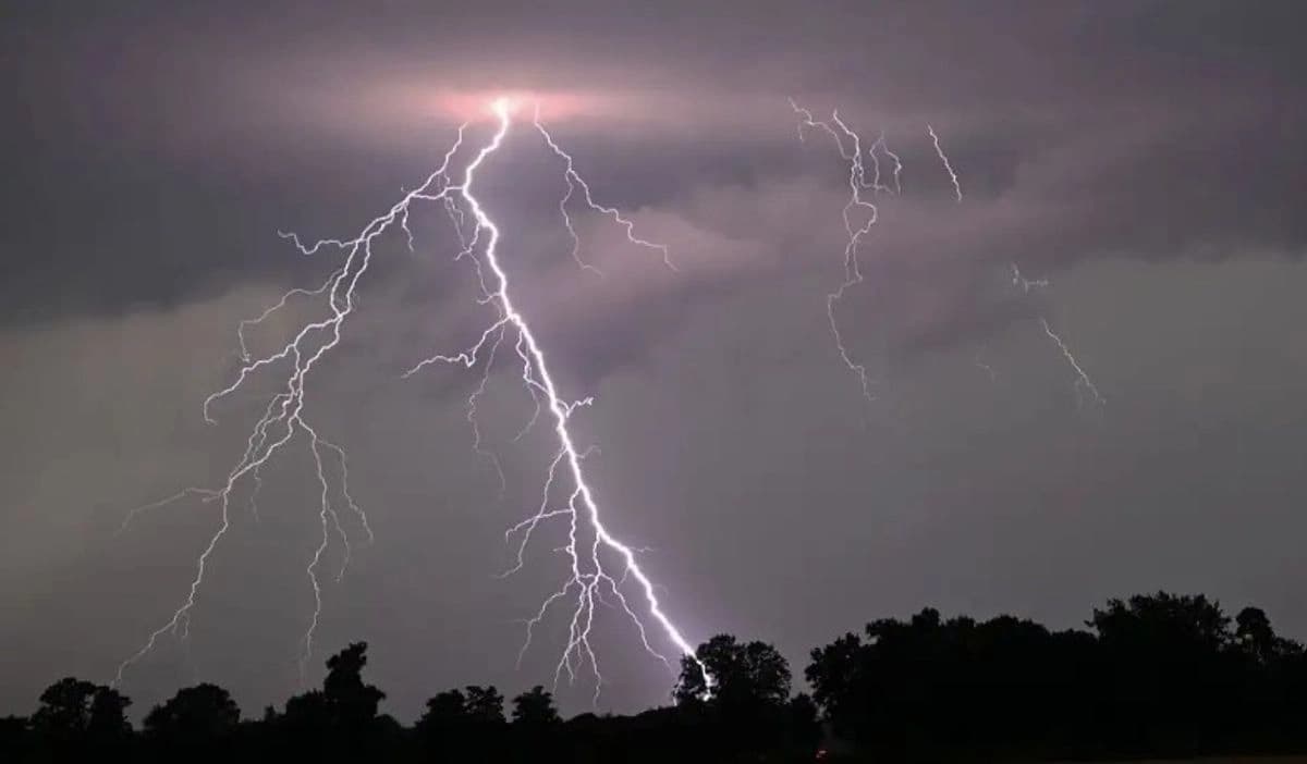 Mueren 320 millones de árboles en el mundo cada año por caída de rayos