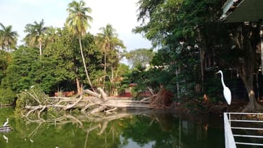 ImagenColapsa Ceiba Bicentenaria en Laguna de las Ilusiones