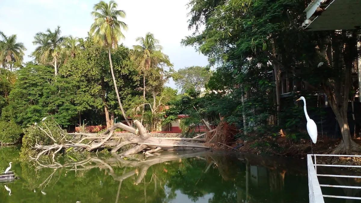 Colapsa Ceiba Bicentenaria en Laguna de las Ilusiones