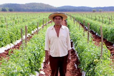 ImagenProductores de tomates solicitan comprador base