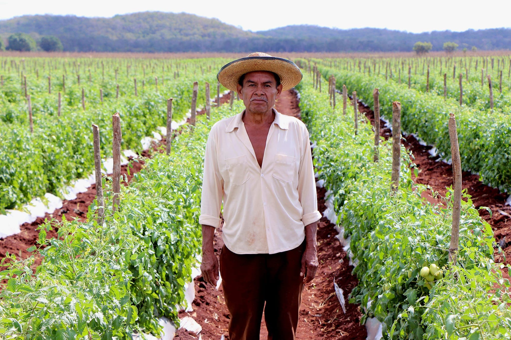 Productores de tomates solicitan comprador base