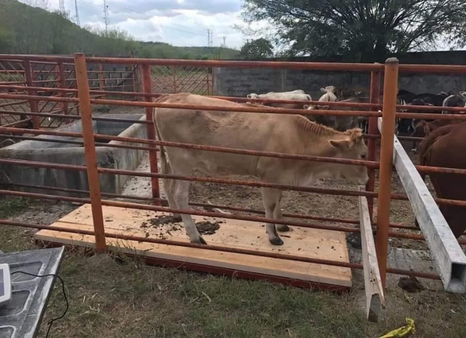 Aumenta robo de ganado en Campeche