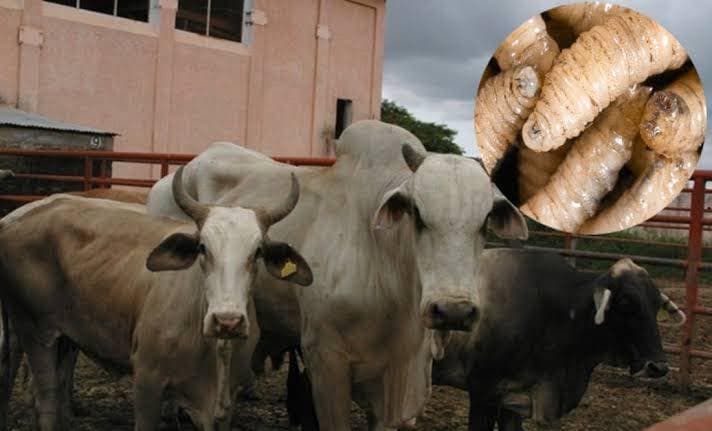 Campeche enfrenta el brote del gusano barrenador en el ganado