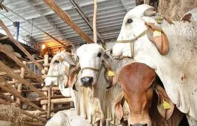 ImagenSe propaga gusano en Tabasco, hay 250 animales infestados: Sedap