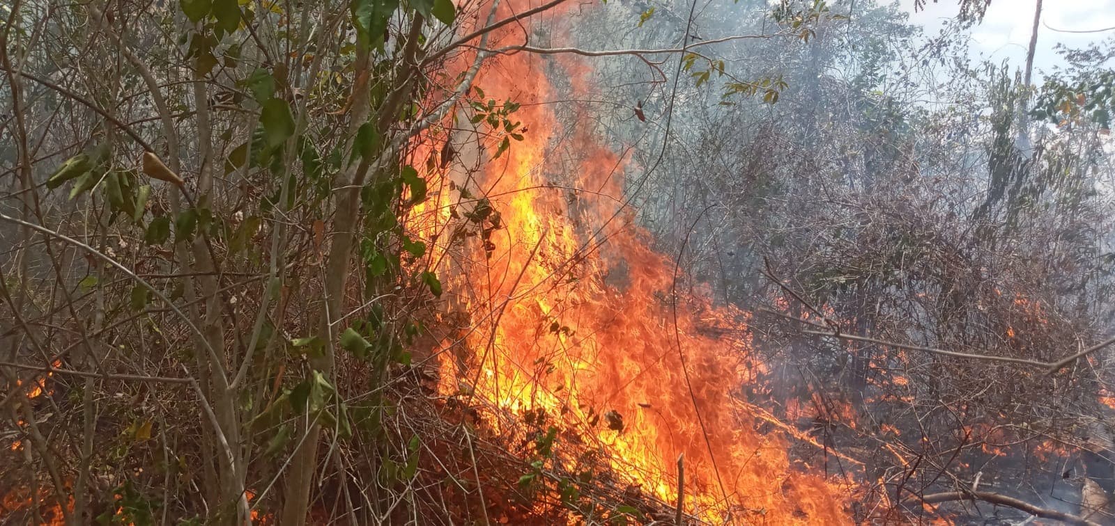Liquidan incendio en Calakmul, pero siguen 3 activos