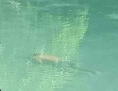 Joven pierde la vida en ojo de agua de Chekubul
