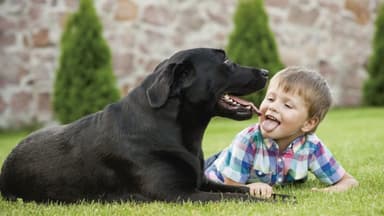 ImagenZoonosis: enfermedad que podría contagiarte tu mascota