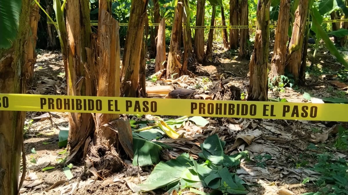 Hallan sujeto ejecutado a balazos entre platanar en Teapa