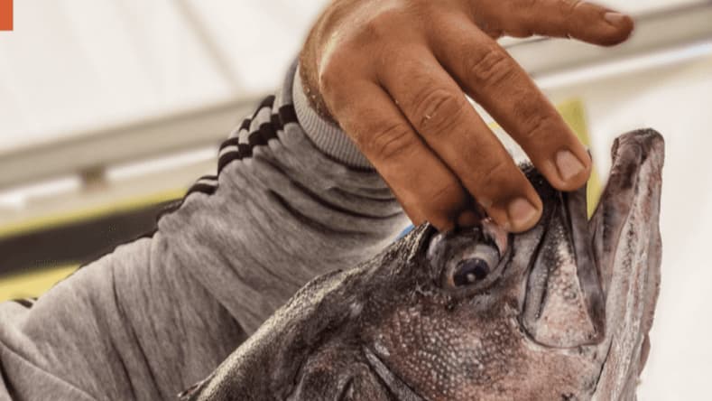 Acusan venta de pescado "pirata", sustituyen 38 por ciento de especies 