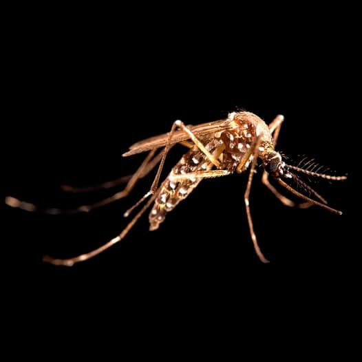 Alerta en frontera sur de Chiapas por Virus Mayaro