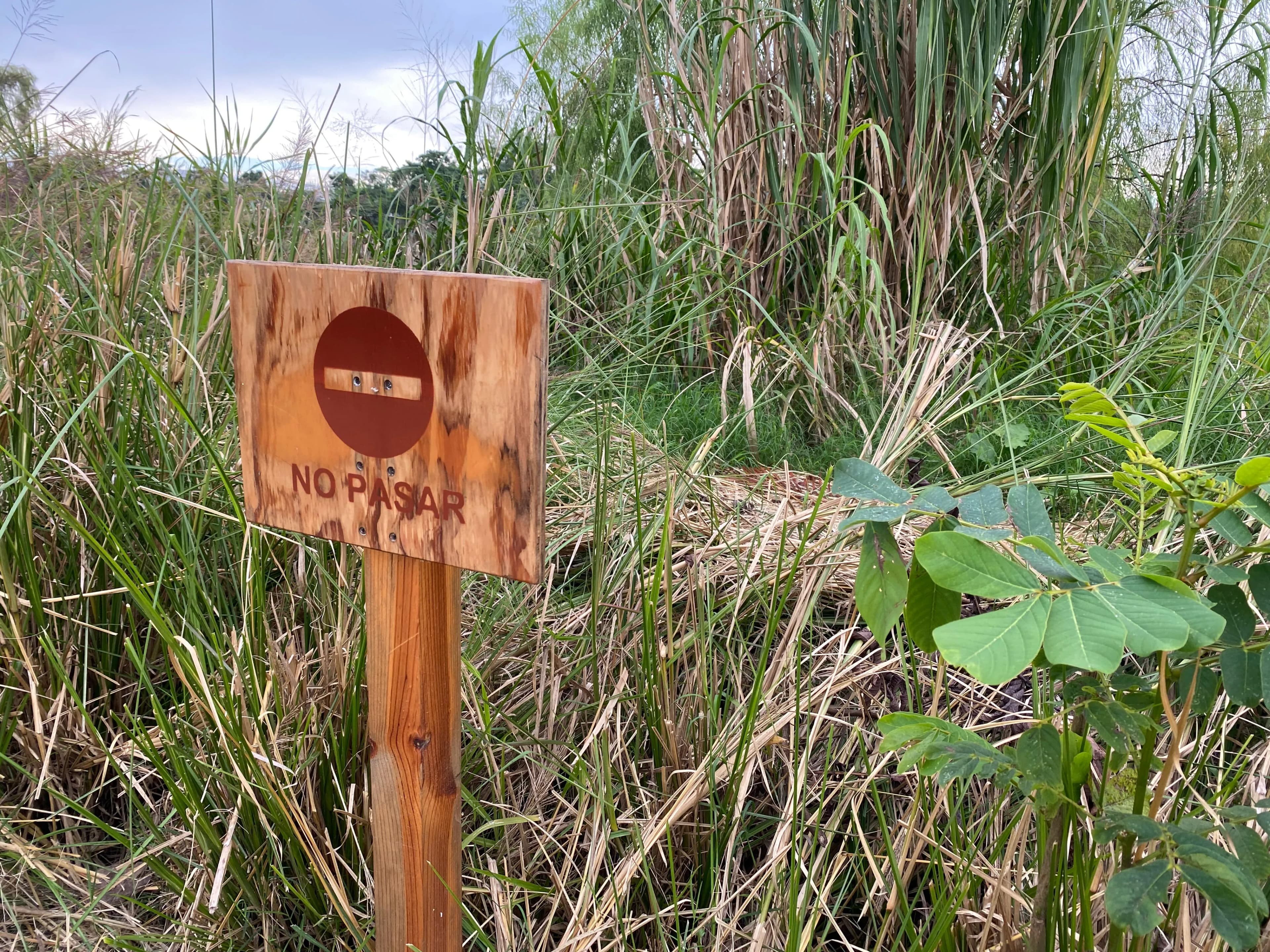 Luce malecón abandonano y enmontado