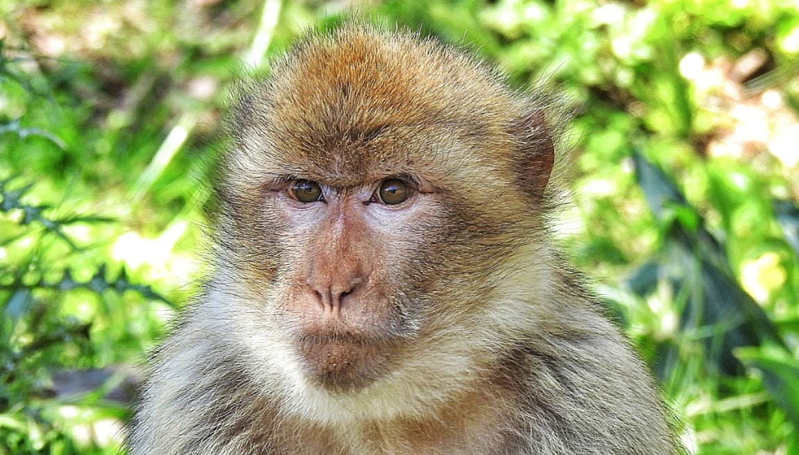 Recuperan a monos fugados; son usados para experimentos  