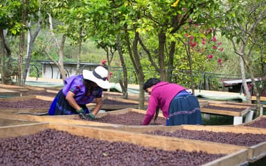 ImagenChiapas primer lugar en la producción de café 