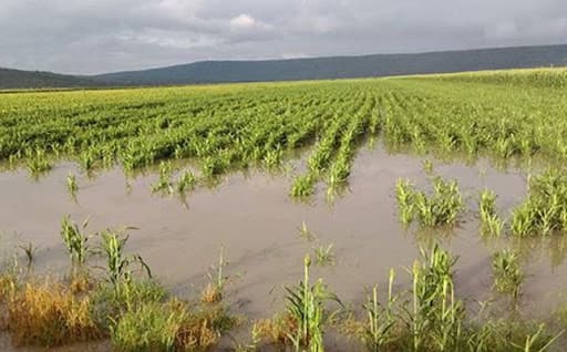 Cultivos bajo el agua en Campeche 