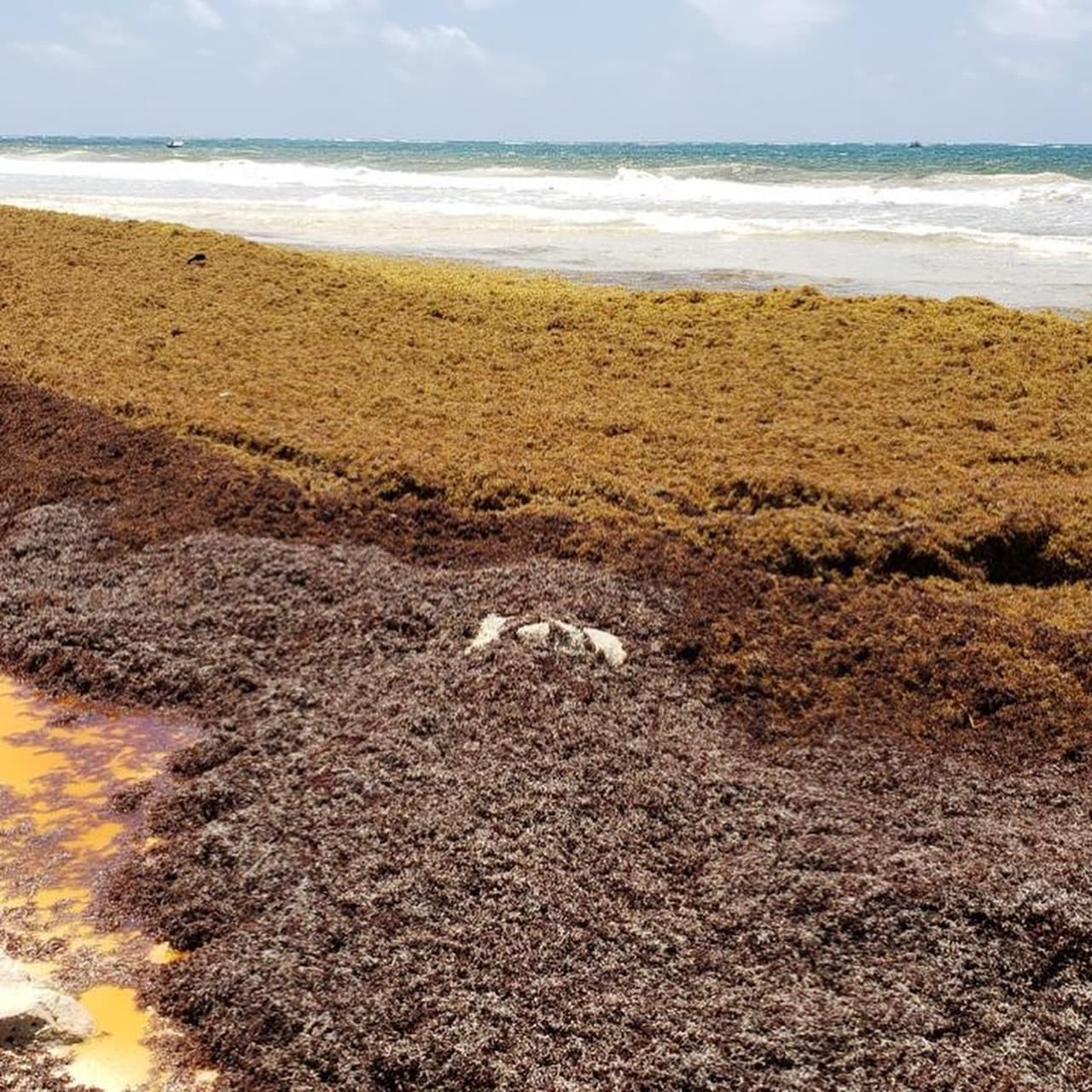 Afronta Tulum su peor crisis turística por sargazo