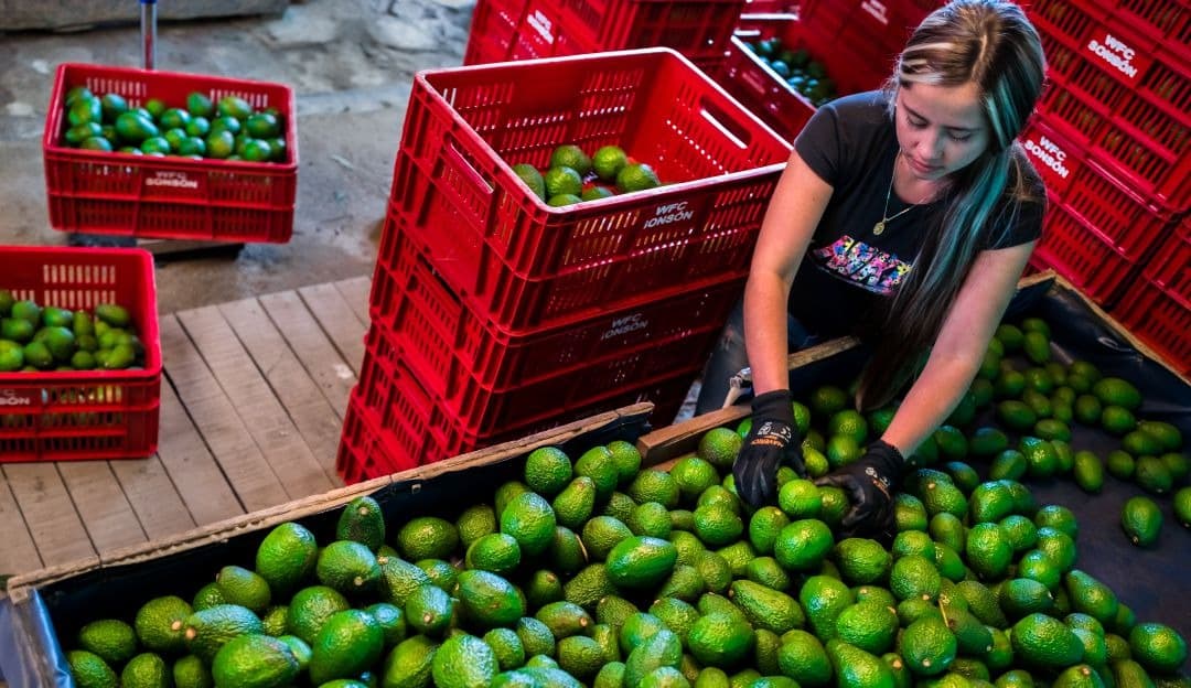 Productores de mango y aguacate reanudan exportación a EU