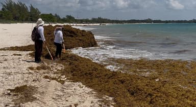 ImagenPlaya del Carmen registra playas limpias sin sargazo