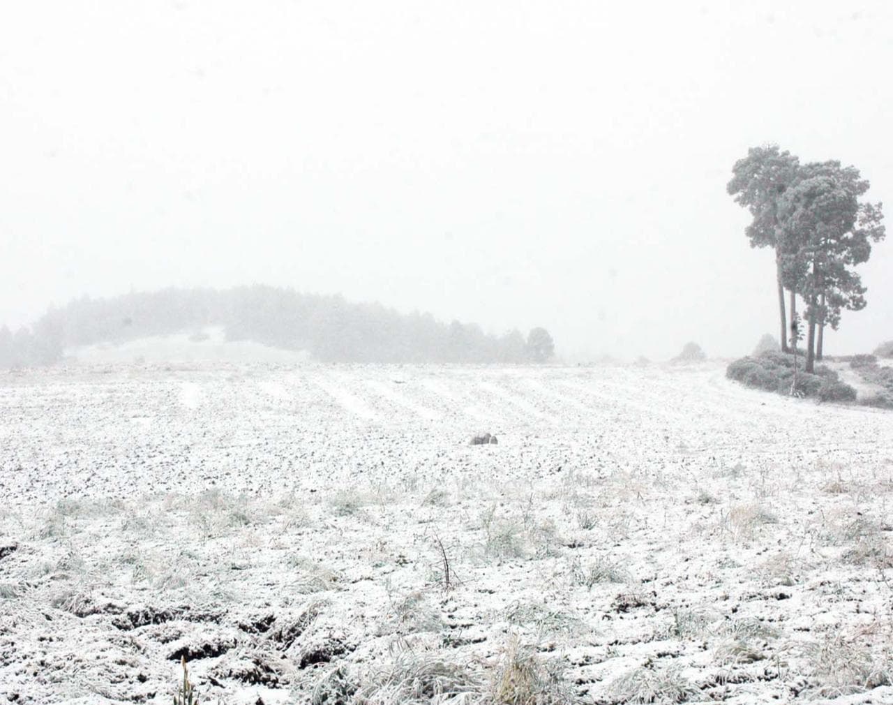 Cofre de Perote en Veracruz registra la primera nevada de la temporada