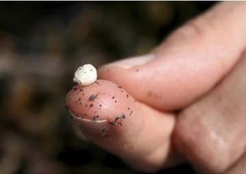 Chicles liberan cientos de microplásticos en la boca
