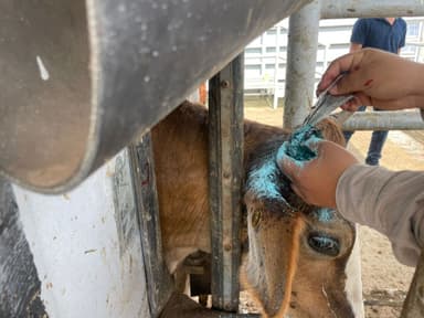 ImagenSuman 120 positivos de gusano barrenador en Campeche