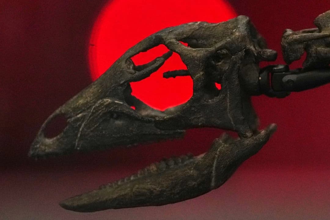 Descubren dinosaurio del tamaño de un perro de hace 150 millones de años