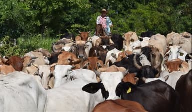 ImagenSurge un nuevo brote, rabia bovina en Nuevo Progreso Campeche