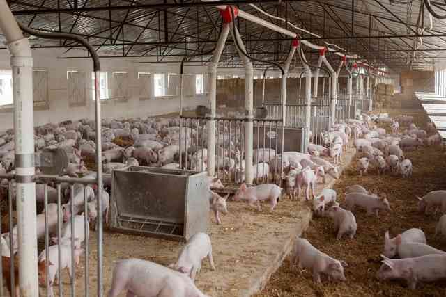 Clausuran por contaminación granja en Perote 