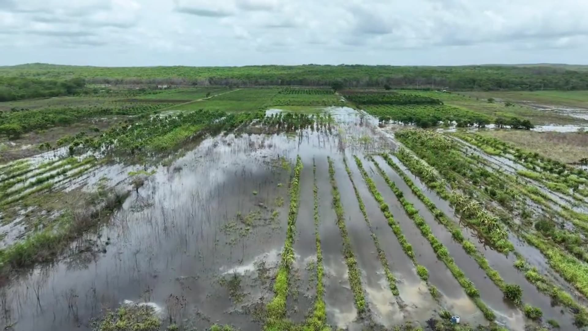 Por fuertes lluvias cultivos de papayas y cítricos a punto de perderse