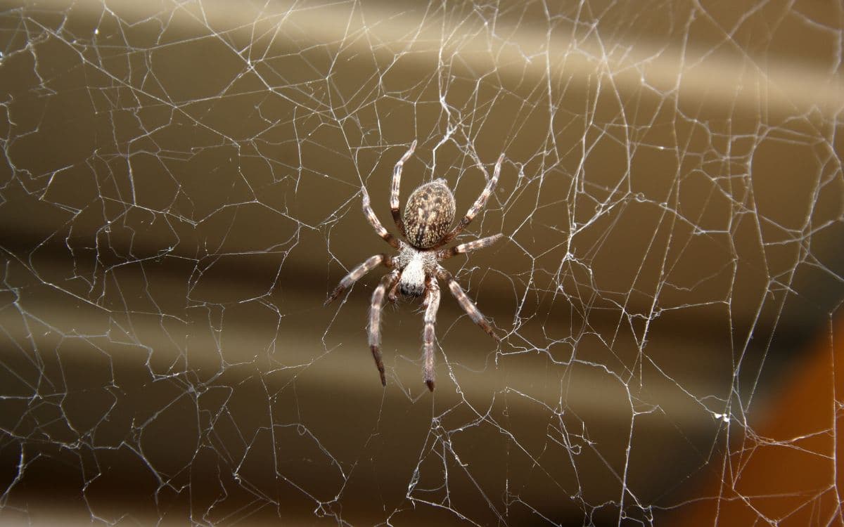 Significado de tener arañas en la casa