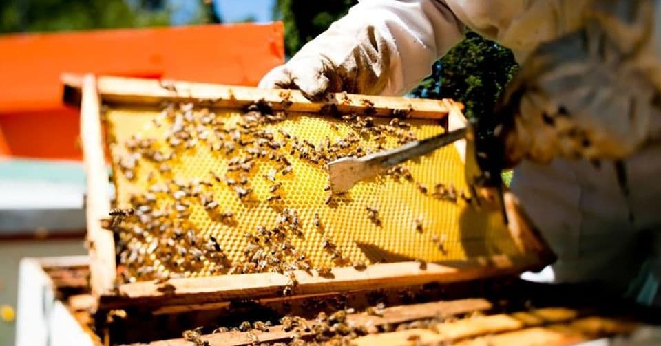 Alertan por baja reproducción de abejas en QR