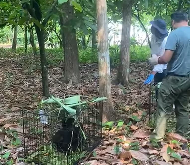 Liberan a monos rescatados en Comalcalco 
