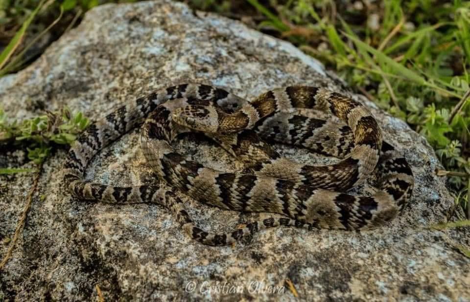 Trabajador del Tren Maya es mordido por Nauyaca 