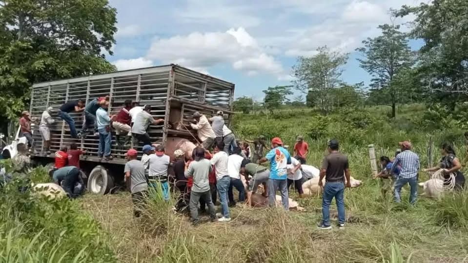 Rapiñan camión que transportaba cerdos en Campeche