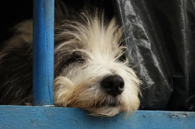ImagenAvanza Reglamento de Ley contra Maltrato Animal