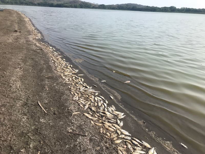 Registran millares de peces muertos en Veracruz 