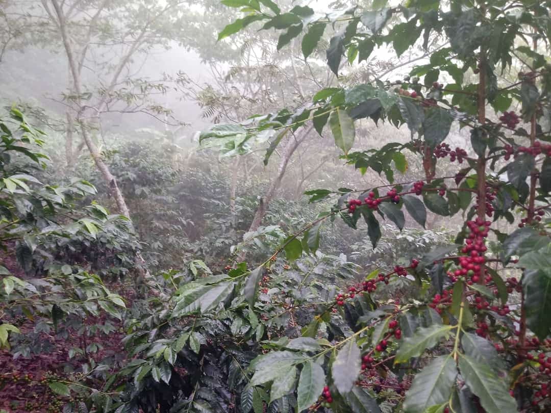 Chiapas exportó 300 mdd en primer trimestre de 2025: INEGI