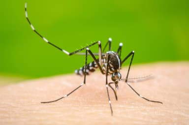 ImagenAumentan casos de dengue en Río de Janeiro 