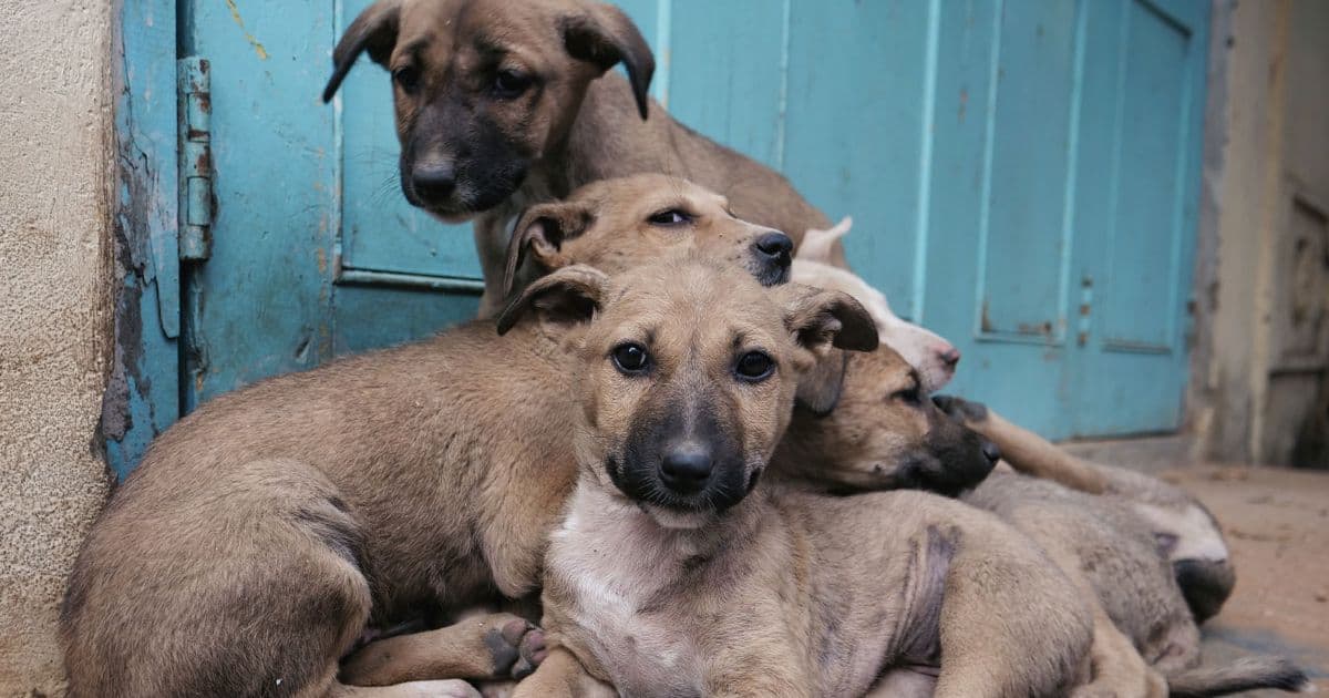 Reportan 50 casos de crueldad animal en Tabasco