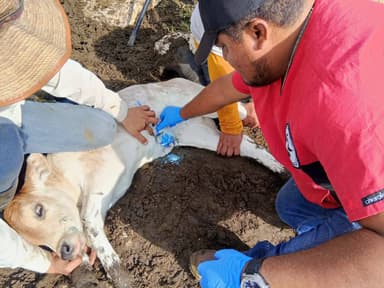 ImagenDeforestación de selvas en Campeche afecta control de plagas