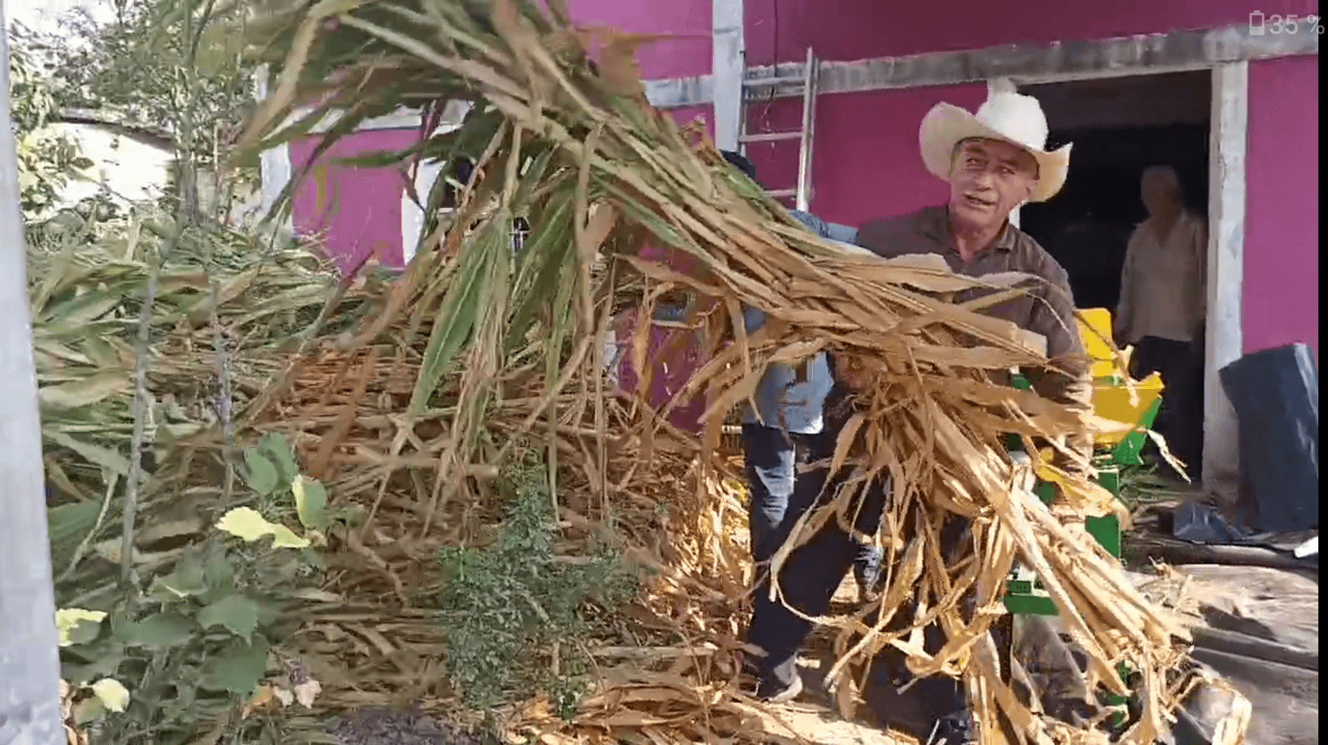 Sequía obliga a ganaderos procesar silo de maíz 