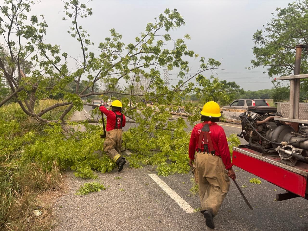 Ventarrones provocan caída de árboles en distintos puntos de Tabasco 
