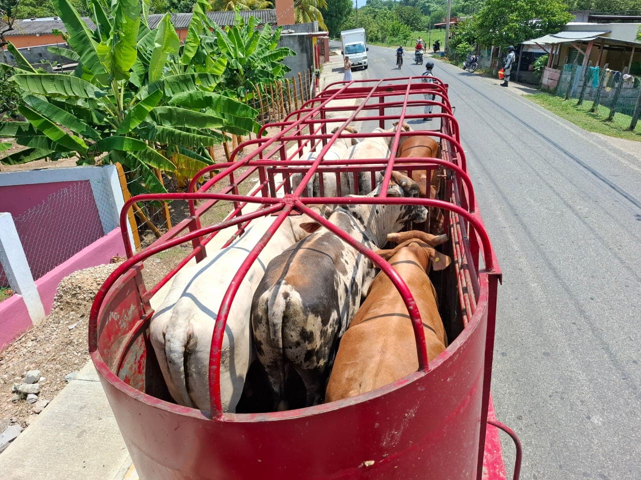 Sube robo de ganado en Tabasco hasta un 50%