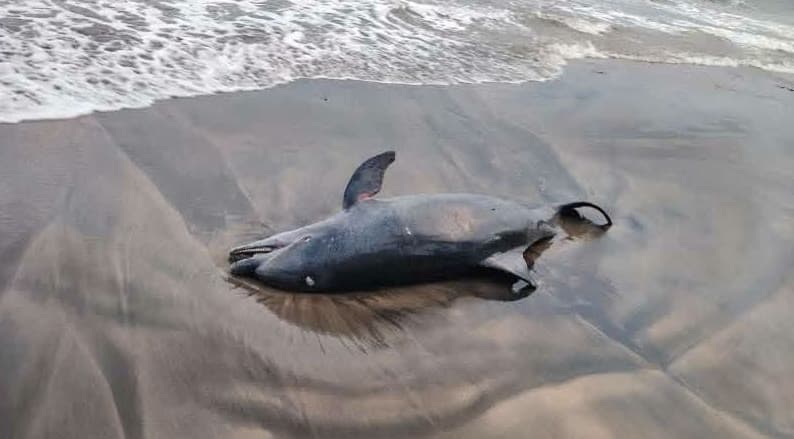 Reportan varamiento y muerte de un delfín en Paraíso