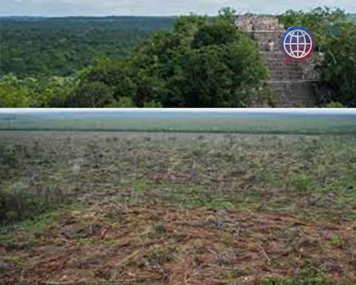 Deforestan Menonitas Selva Maya 