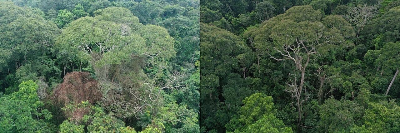 Sobrevive árbol a rayos y domina en los bosques