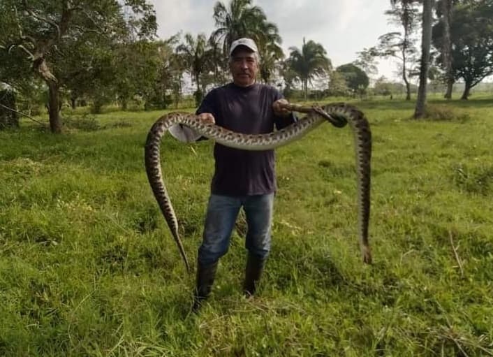 Matan a Nauyaca que exterminó reses